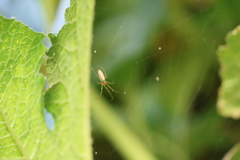 Tetragnatha