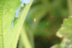 Tetragnatha