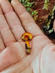 Hygrocybe