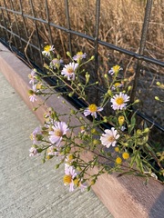 Symphyotrichum lentum