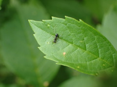 Paratrechina longicornis