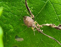 Podisus maculiventris