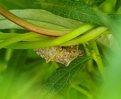 Podisus maculiventris