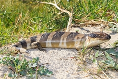 Tiliqua occipitalis