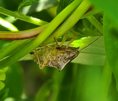 Podisus maculiventris