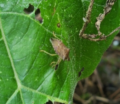 Podisus maculiventris