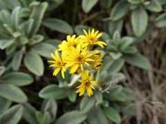 Brachyglottis revoluta