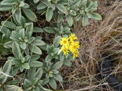 Brachyglottis revoluta