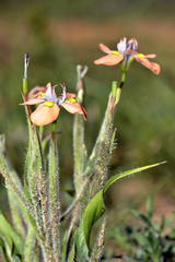 Moraea papilionacea