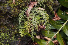 Asplenium pekinense