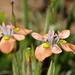 Moraea papilionacea - Photo (c) Richard Adcock, algunos derechos reservados (CC BY-NC), subido por Richard Adcock
