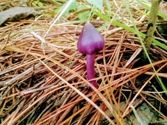 Inocybe