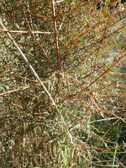 Coprosma propinqua