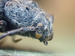 Semanotus litigiosus