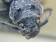 Semanotus litigiosus