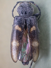 Semanotus litigiosus