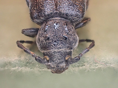 Semanotus litigiosus