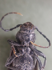 Semanotus litigiosus