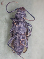 Semanotus litigiosus
