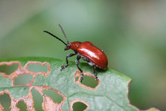 Lilioceris lateritia