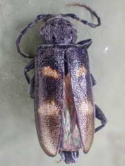 Semanotus litigiosus