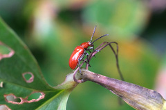 Lilioceris lateritia