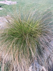 Carex virgata