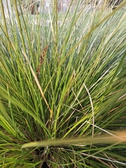 Carex virgata
