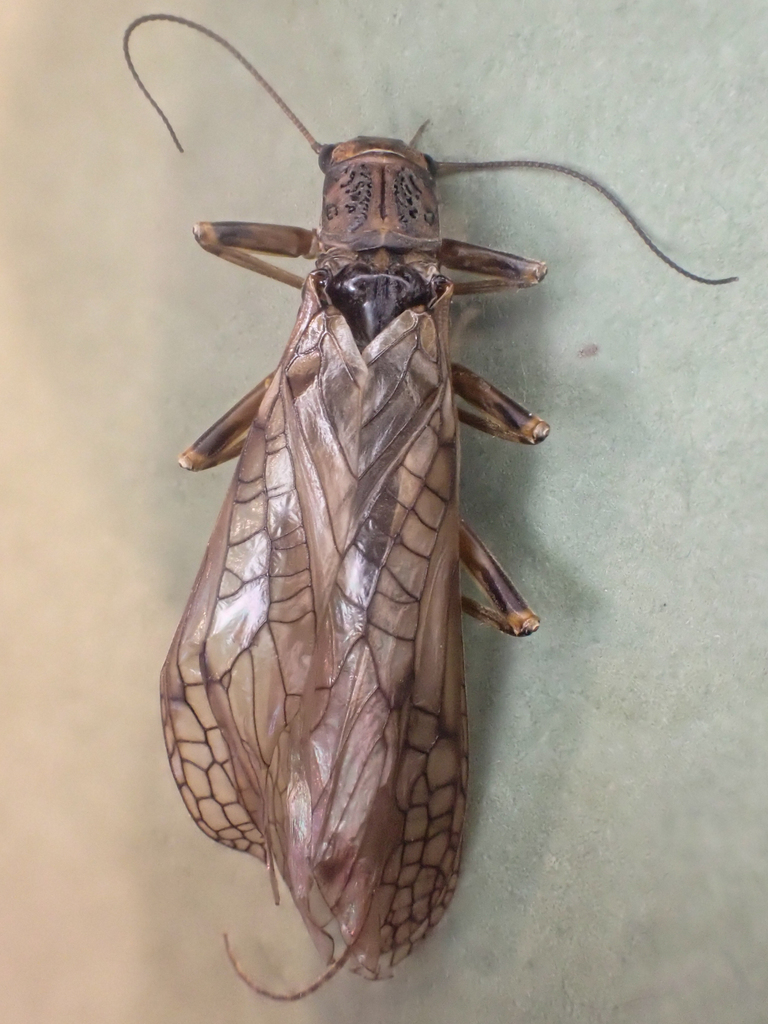 Larimide Springfly