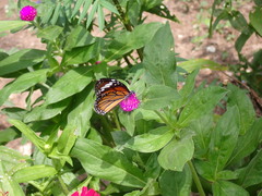 Danaus genutia