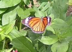 Danaus genutia