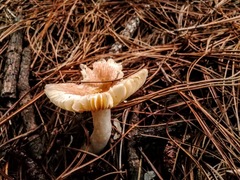 Russula