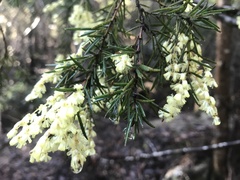 Acacia riceana
