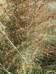 Coprosma propinqua