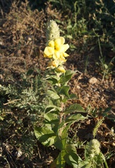 Verbascum ovalifolium