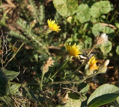 Crepis foetida
