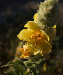 Verbascum ovalifolium