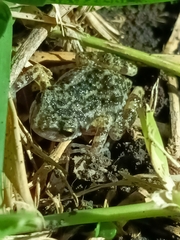 Eleutherodactylus nitidus