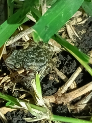 Eleutherodactylus nitidus