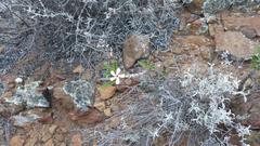 Pachypodium succulentum