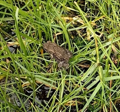 Duttaphrynus himalayanus