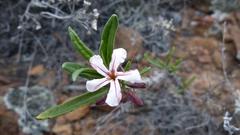 Pachypodium succulentum