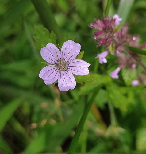 Image of Geranium nepalense by (c) PRIYA RAUTELA, some rights reserved (CC BY)