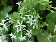 Clerodendrum calamitosum
