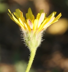 Crepis foetida