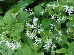 Clerodendrum calamitosum
