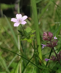 Geranium nepalense