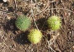 Cucumis anguria anguria