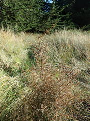 Coprosma propinqua