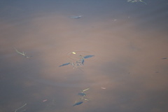 Cyprinodon variegatus